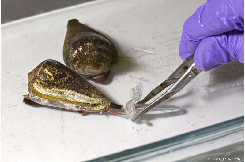 Revolutionizing Medicine: Harnessing Cone Snail Venom for Advanced Therapies