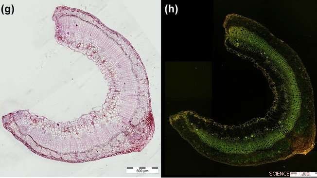 Nature-Inspired Self-Healing Materials: Biomimetic Innovations from Plant Healing