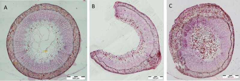 Nature-Inspired Self-Healing Materials: Biomimetic Innovations from Plant Healing