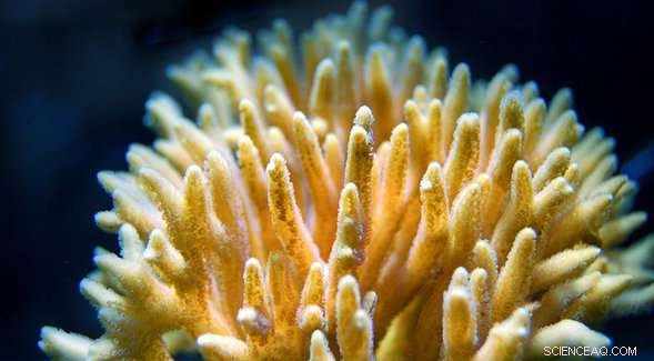 High‑Throughput Screening of Novel Coral Reef Molecules for Therapeutic Applications