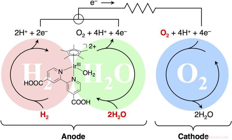 Scientists Replicate Hydrogenase and Photosynthesis Energy Pathways Using a Unified Catalyst