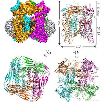 New 3‑D Atomic Model Reveals TRPML1 Ion Channel Structure