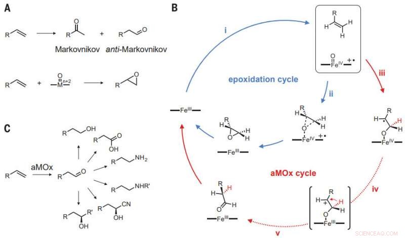 Engineered Enzyme Enhances Anti-Markovnikov Selectivity in Alkene Oxidation Reactions