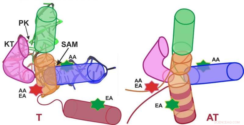 How Bacterial Riboswitches Regulate Gene Expression
