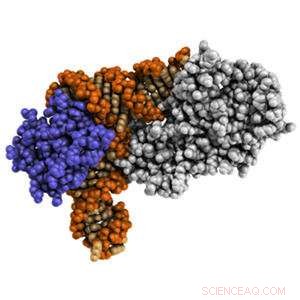 Scientists Reveal Structure of Protein Paving Way to Expanded Genetic Code