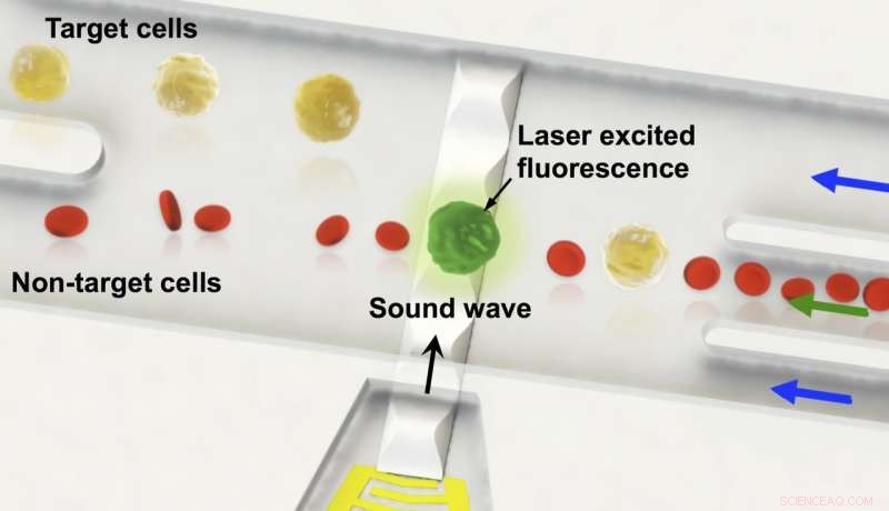 Innovative Sound‑Wave Technology Enables Precise Single‑Cell Sorting