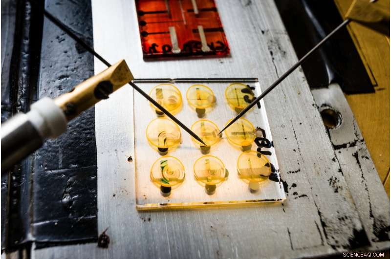 Switchable Ferroelectric Molecular Materials: Tunable Conductivity via Polarization