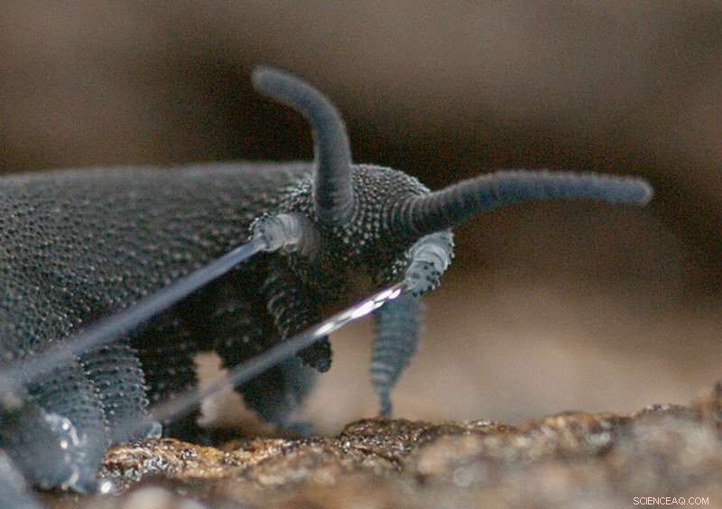 Velvet Worms Create Stiff Fibres from Slime: Nature’s Ingenious Thread‑Spinning Technique