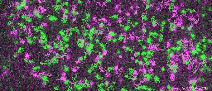 Scientists Capture Live Imaging of Individual Cell Receptors