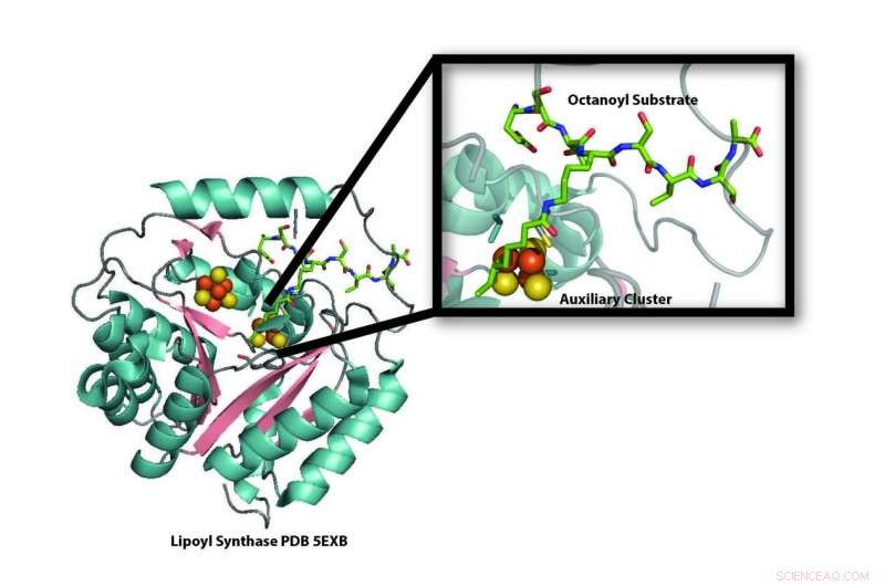Renewable Sulfur Cycle: Lipoic Acid Production Reuses Sulfur