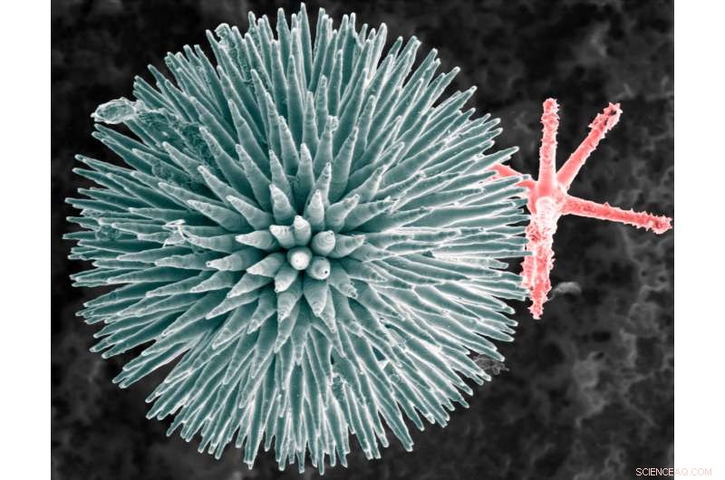 Scientists Reveal Protein‑Based Axial Filaments in Sea Sponge Spicules