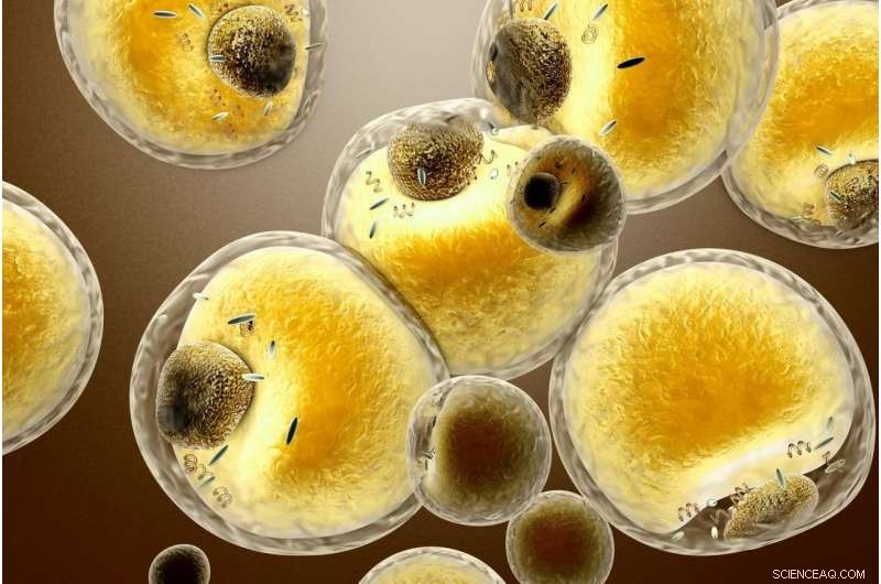 Austrian Researchers Launch Advanced Lipid Data Analyzer to Accelerate Biomedical Research