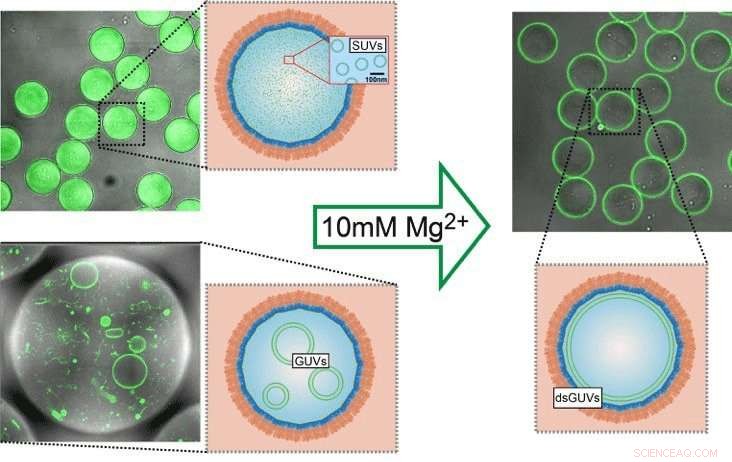 Cell‑Like Lipid Vesicles Engineered to Host Native Cell Proteins