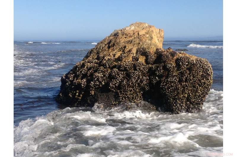 How Mussels Inspire Stronger Polymers: Biomimicry in Material Science