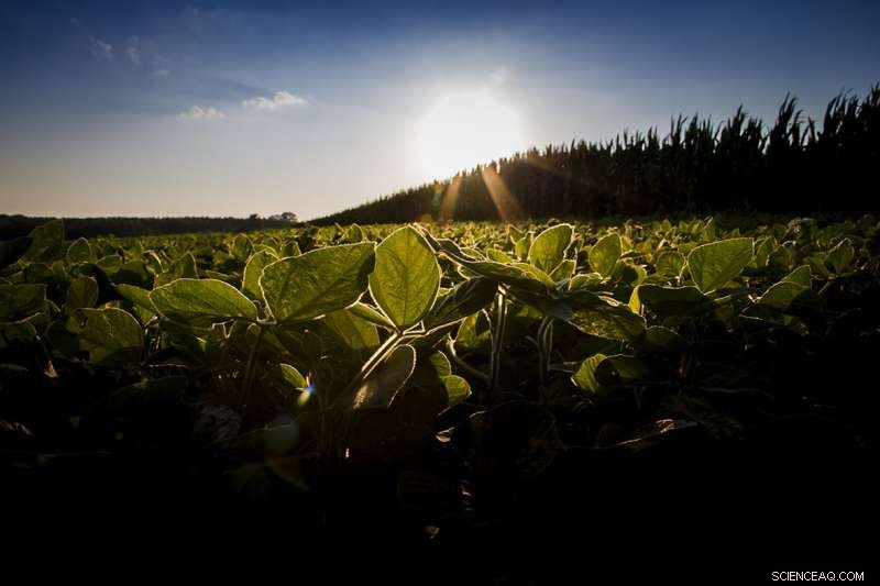 Innovative Screening Technique Enhances Rubisco, the Most Common Plant Enzyme