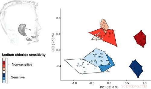 New Study Links Saliva Proteins to Salt Overuse