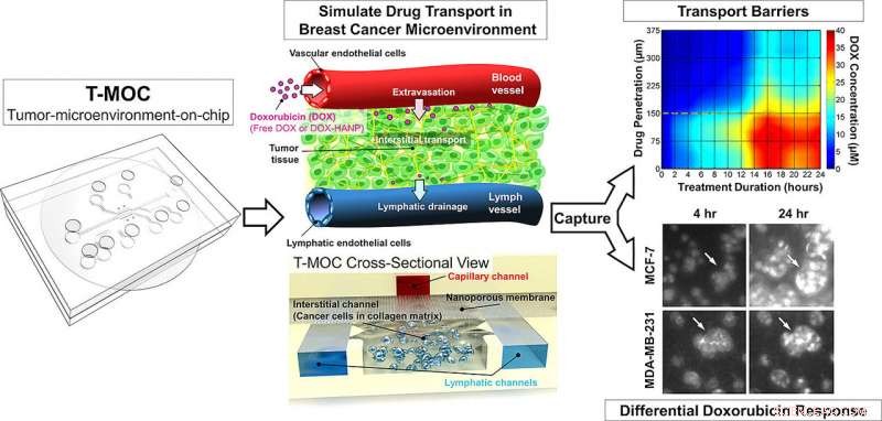 Purdue Microfluidic Device Matches Animal Models in Cancer Treatment Testing