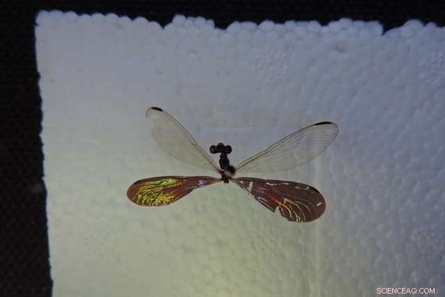 Unveiling the Vibrant Color Chemistry of Dragonfly Wings Through Electron Microscopy