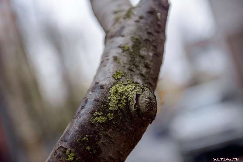 Scientists Use Lichens as Bioindicators to Monitor Air Pollution