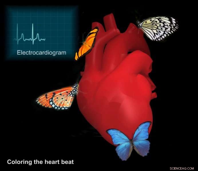 Coloring the Heartbeat: Visualizing Cardiac Health Trends