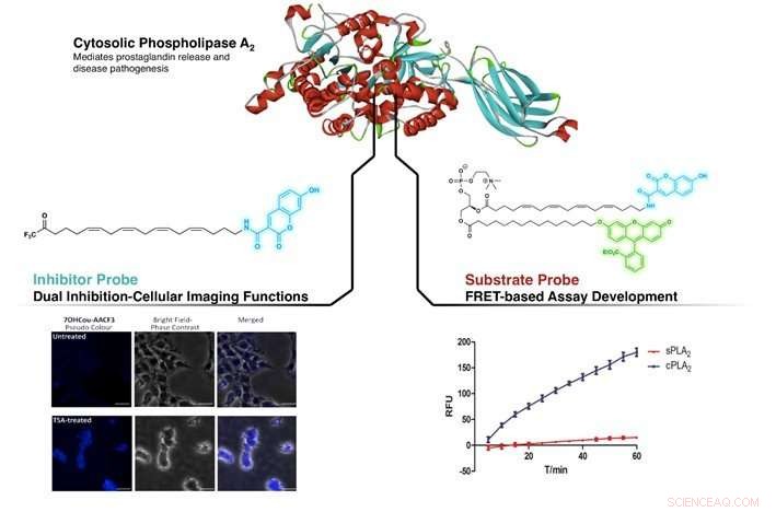 Advanced Fluorescent Probes for Precise Cellular Activity Analysis