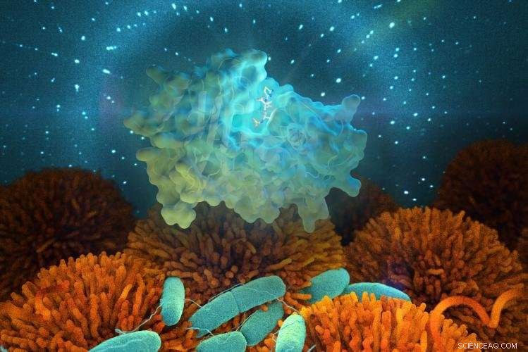 Neutron Scattering Sheds Light on the Evolution of Antibiotic‑Resistant Bacteria