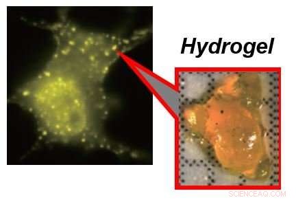 Scientists Pioneer First Protein Hydrogels Formed Within Living Cells