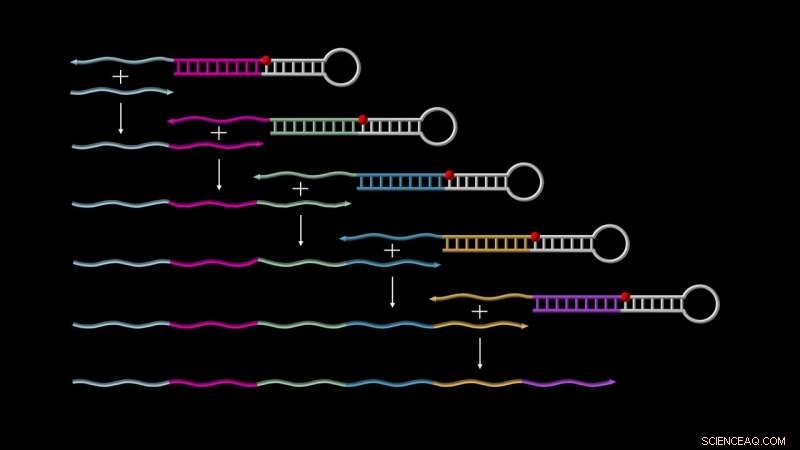 Autonomous Growth of Synthetic DNA Strands Using Primer Exchange Reaction