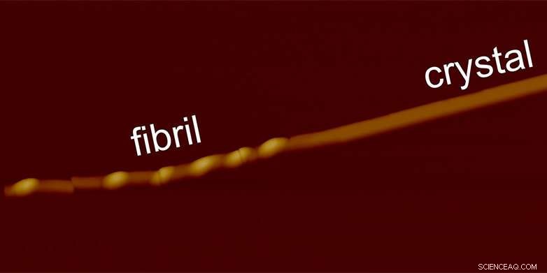 From Fibrils to Crystals: Unveiling a New Protein Transition