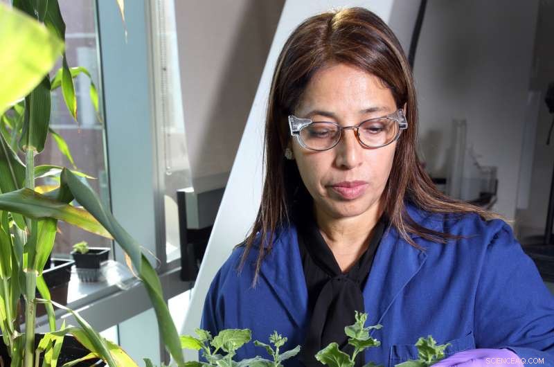 Accelerated Biofuel Waste Conversion into Valuable Chemicals Achieved by Sandia Lab Research