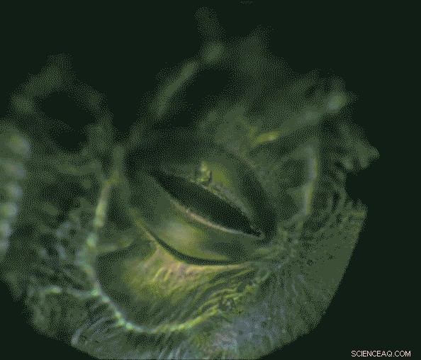 Smart Leaf Sensors Detect Water Shortage Before Plants Suffer