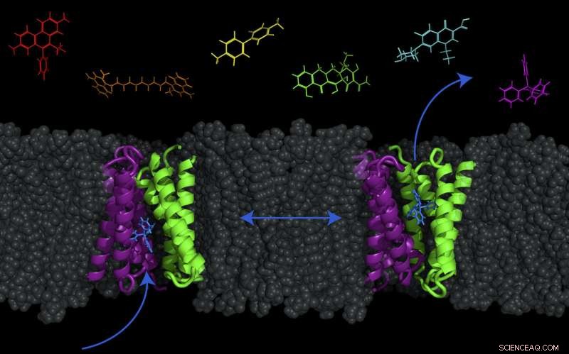 New Structural Model Reveals How Bacteria Pump Antibiotics In and Out