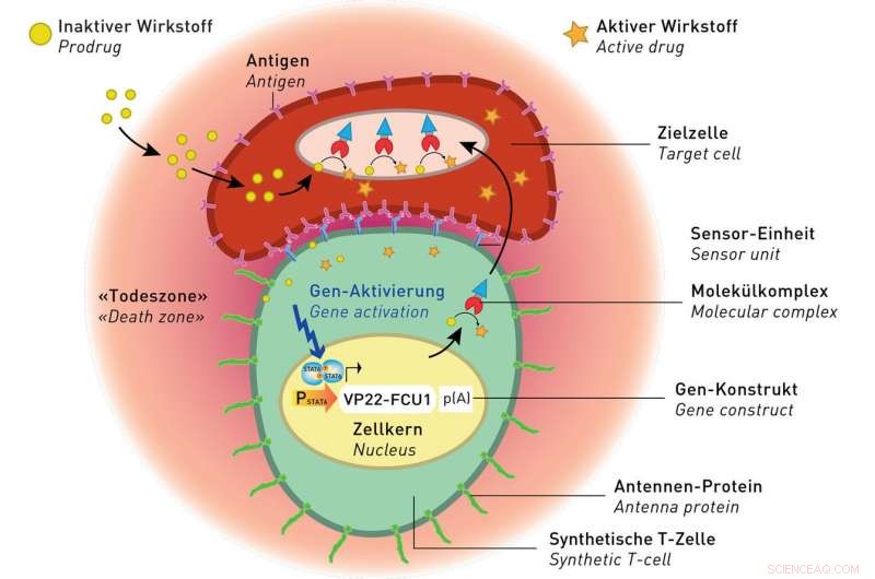 Harnessing Engineered Non‑Immune Cells to Target and Destroy Cancer