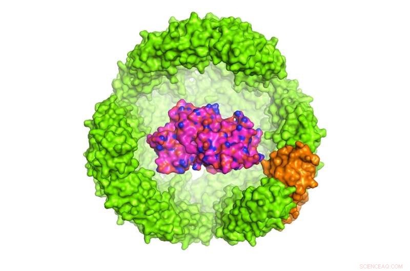 Scientists Fold a Protein Inside a Protein Shell