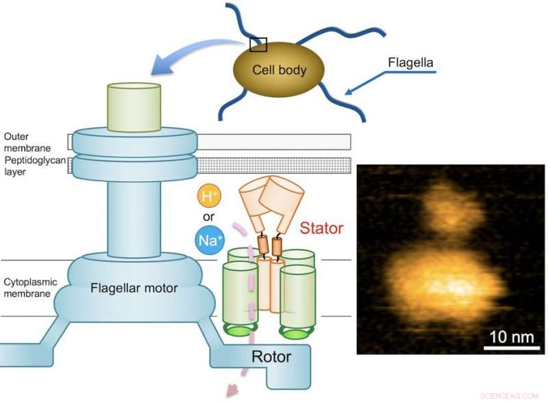 Scientists Unveil the Mechanism of Bacterial Flagellar Motility