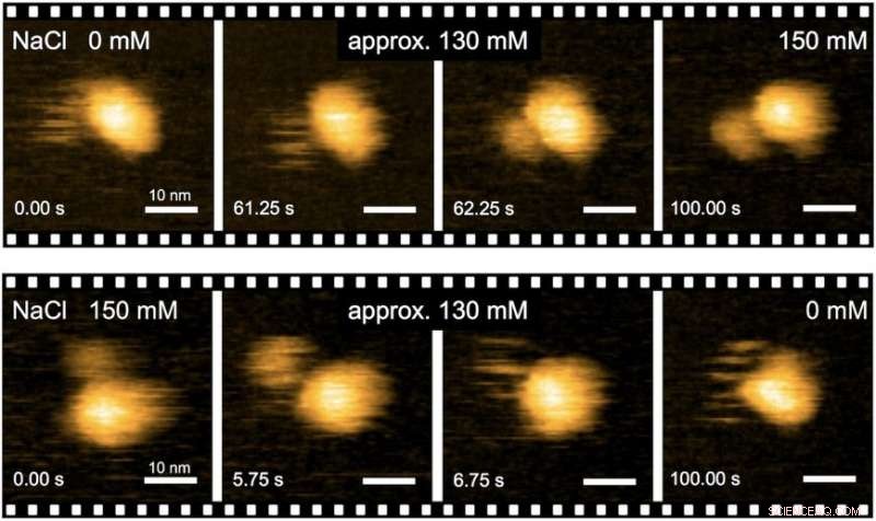 Scientists Unveil the Mechanism of Bacterial Flagellar Motility