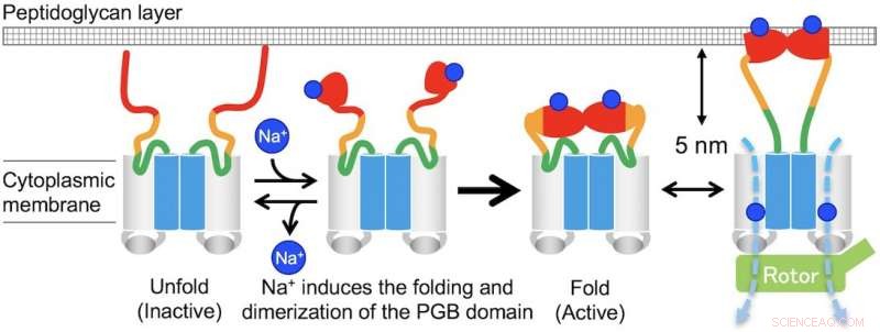 Scientists Unveil the Mechanism of Bacterial Flagellar Motility