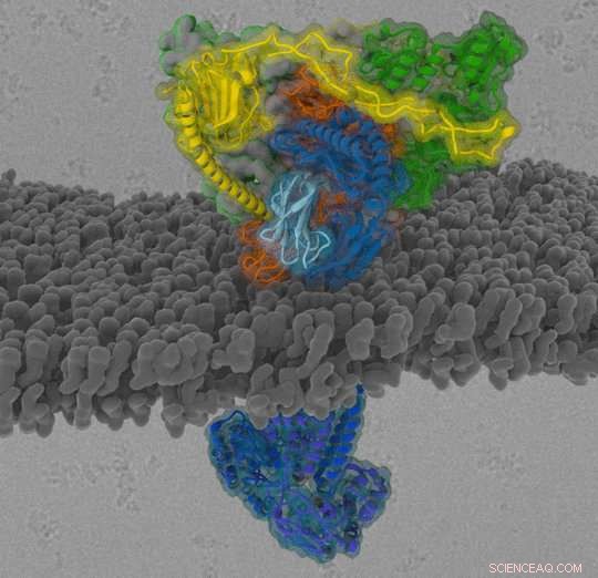 MHC‑I Peptide‑Loading Complex: Essential Filter for Immune Defense