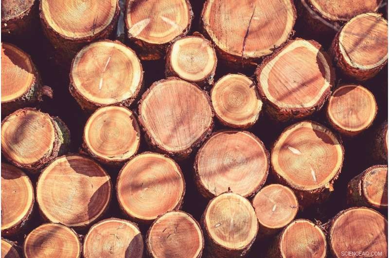 Tree Ring Analysis: A Powerful Tool Against Wood Smuggling