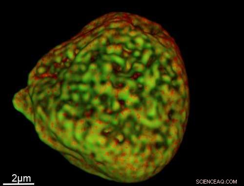 Revolutionary Super‑Resolution Probe Reveals Cells in Unprecedented Detail