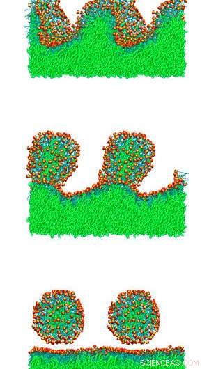 How Minor Structural Tweaks in Surfactants Enhance Oil‑Encapsulation Efficiency