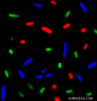 One-Step Protein Synthesis with Bacterial Consortium Technology