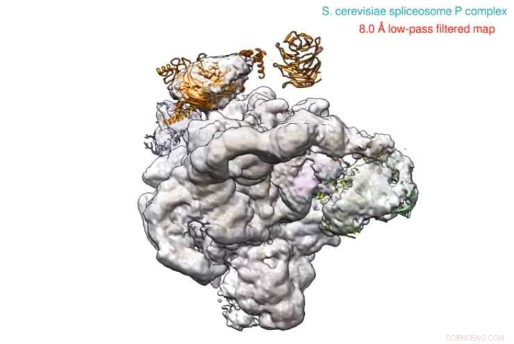 High-Resolution Spliceosome Structure Revealed by UCLA Researchers