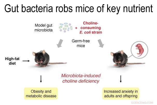 Microbial Threat: How a Strain of E. coli Can Deplete Choline and Trigger Deficiency