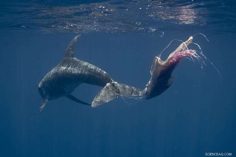 Reimagining Plastics: Turning Waste into Value for a Cleaner Future