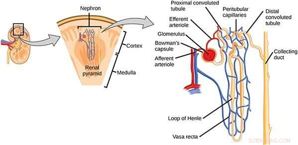 Revolutionary Device Accelerates Kidney Disease Drug Discovery