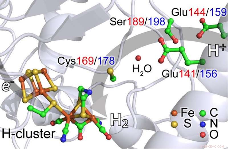 Advanced X-ray Spectroscopy Uncovers Hydrogen-Generating Catalyst