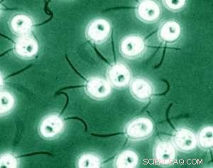 Advanced X-ray Spectroscopy Uncovers Hydrogen-Generating Catalyst