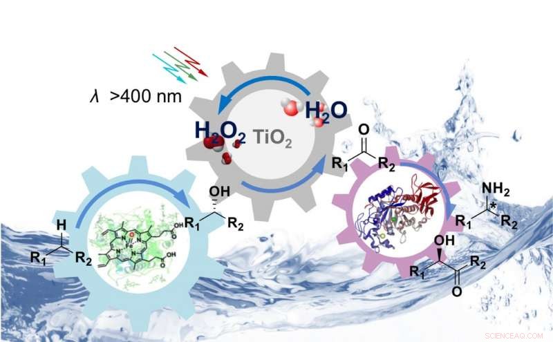Fungal Enzymes Streamline Drug, Cosmetic, and Agrochemical Production