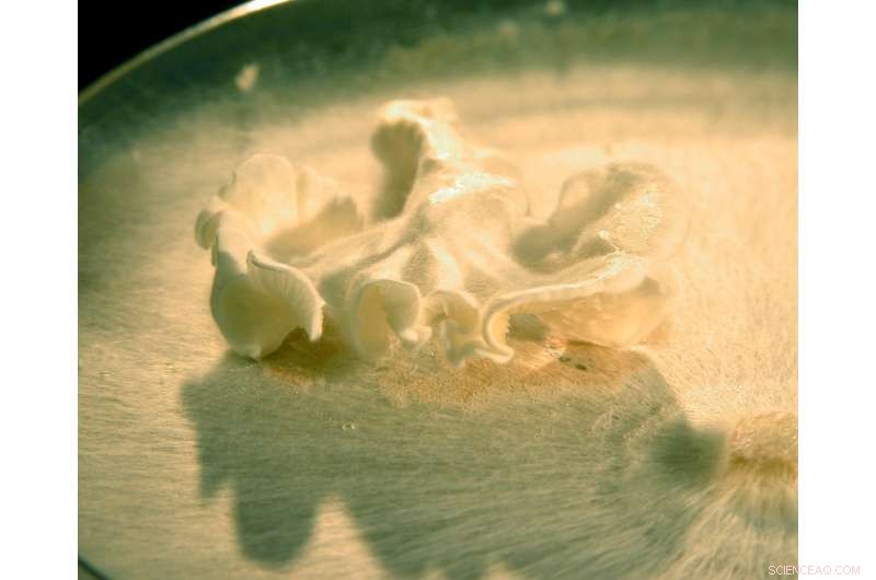 New Antibiotics Emerge from Fusion of Biology, Chemistry, and Synthetic Biology